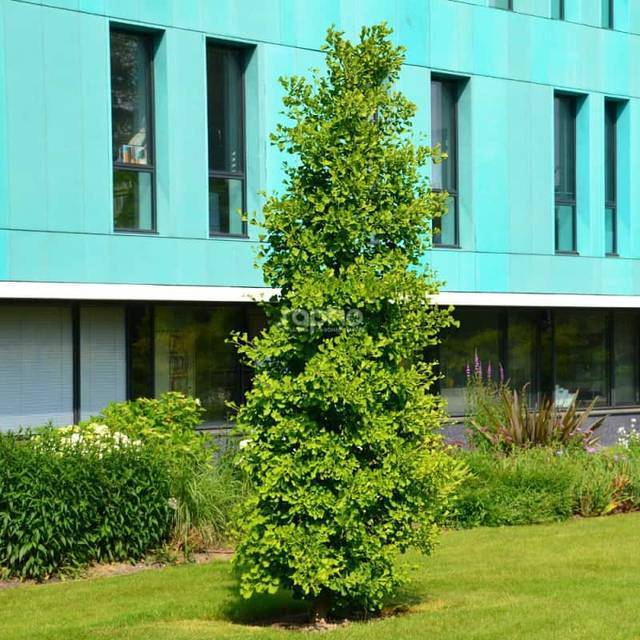 Ginkgo biloba 'Blagon'