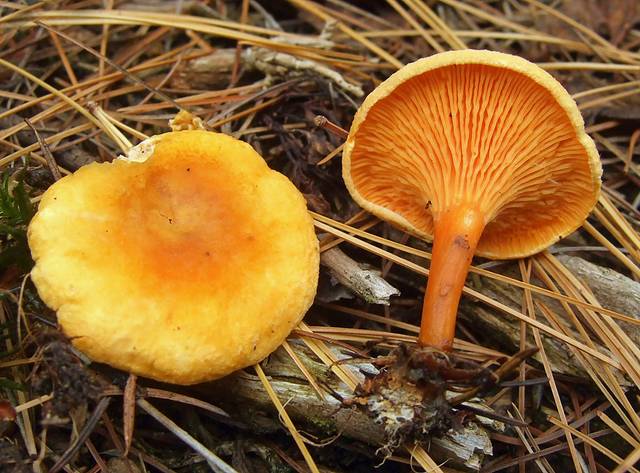 Fausse chanterelle, Hygrophoropsis aurantiaca