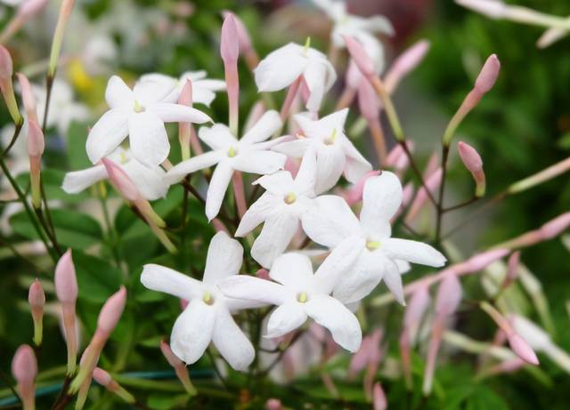 Jasminum polyanthum