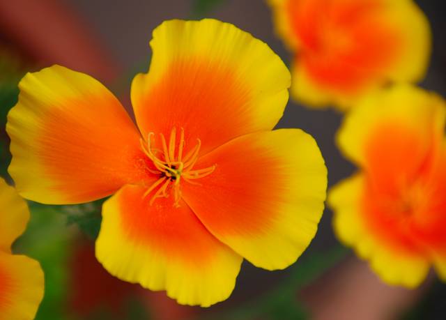 Fleur de pavot de Californie bicolore