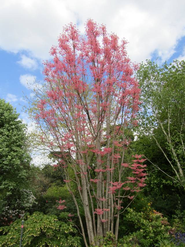 Toona sinensis 'Flamingo'