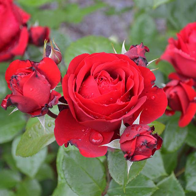 Rosier à fleurs groupées Société Nationale d'Horticulture de France® (Georges Delbard)