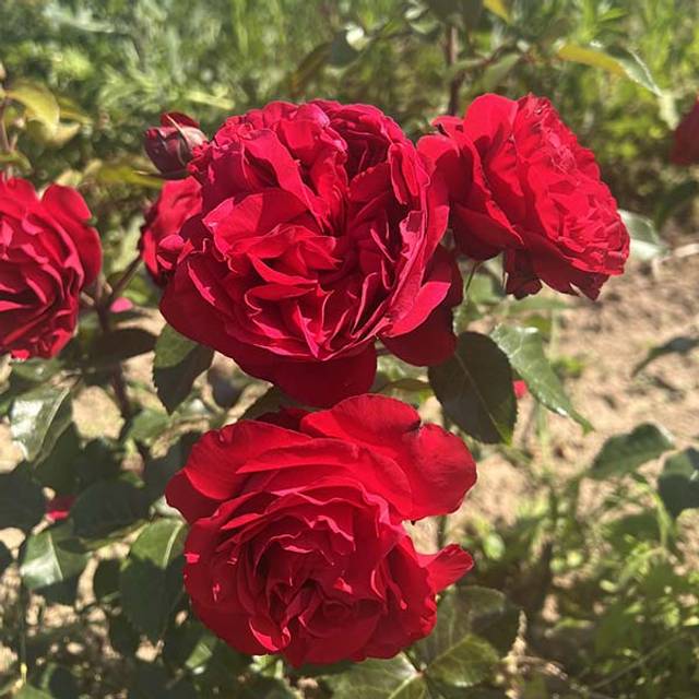 Rosier à fleurs groupées Société Nationale d'Horticulture de France® (Georges Delbard)