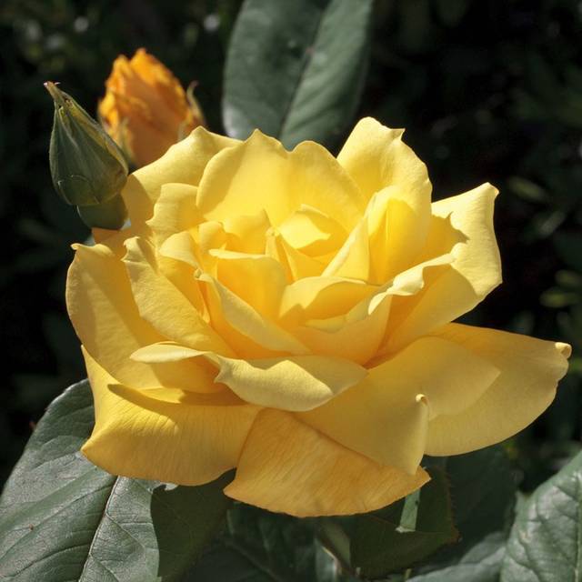 Rosier à grandes fleurs PACIFIC SUNSET® (Meilland)