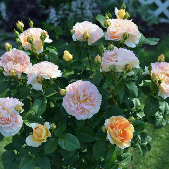 Rosier à grandes fleurs AMELIE NOTHOMB® (Delbard)