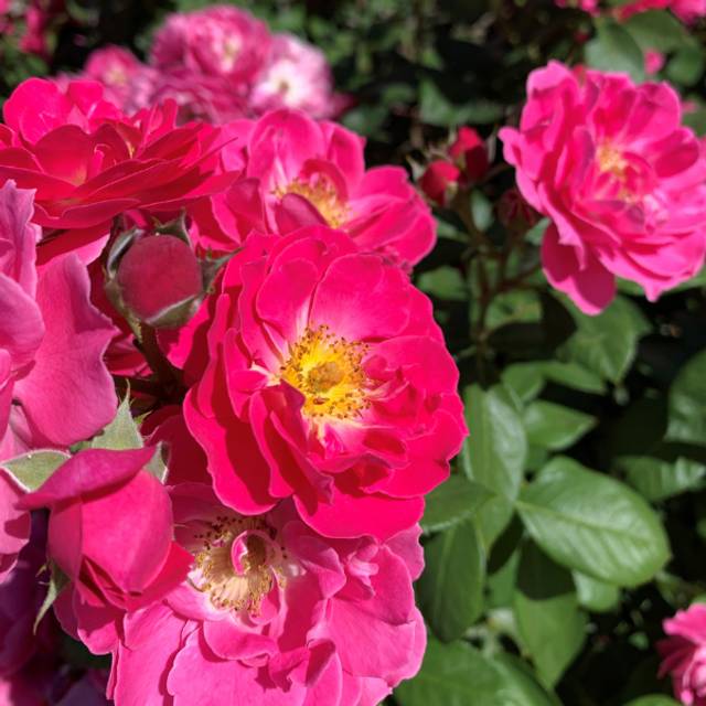 Rosier à fleurs groupées Bordure Magenta® 'Delgenta' (Delbard)