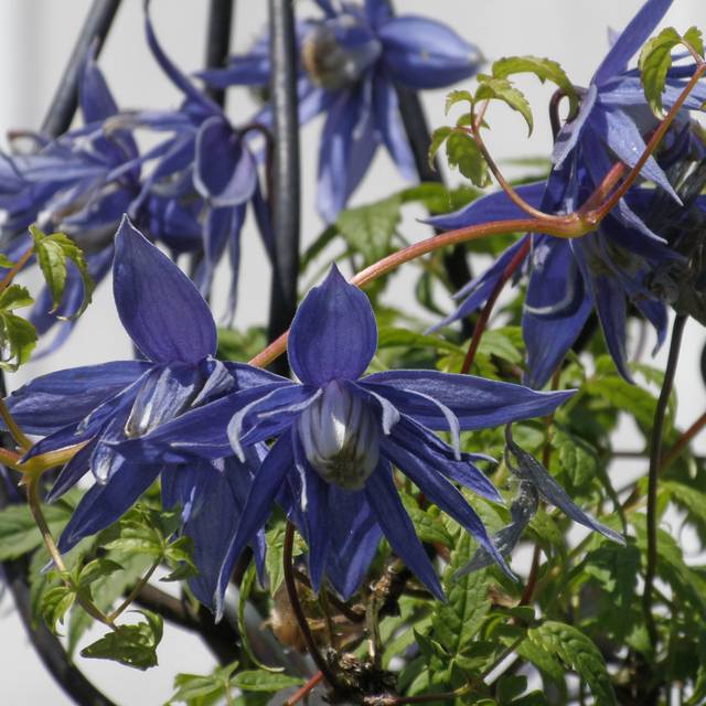 Clematis macropetala (Amanda Slater / wikimedia.org)