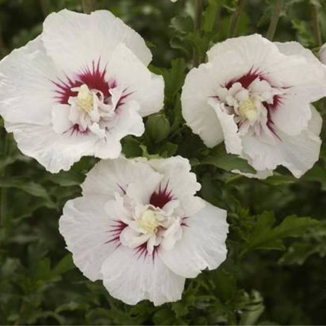 Hibiscus syriacus FRENCH POINT® - Althéa (Hortival Diffusion)