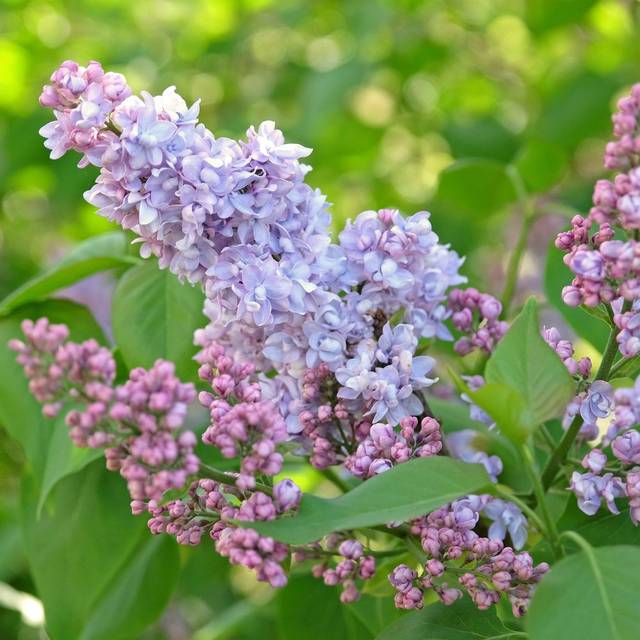 Lilas 'Président Grevy' - Syringa vulgaris (Alexandra / Adobe Stock)
