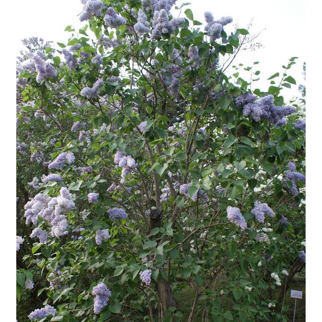 Lilas 'Président Grevy' - Syringa vulgaris (??????? / wikimedia.org)