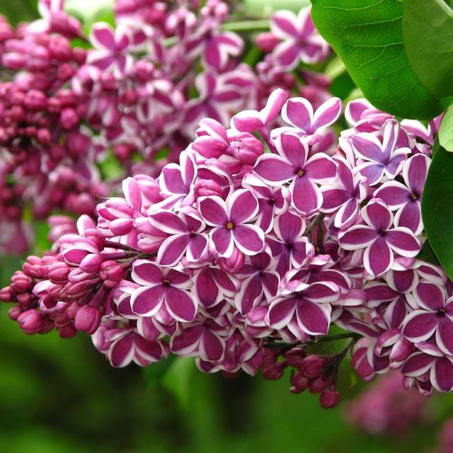 Lilas 'Sensation' - Syringa vulgaris (Kor!An (?????? ??????) / wikimedia.org)