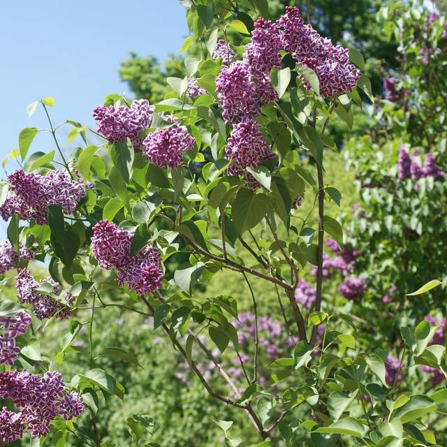 Lilas 'Sensation' - Syringa vulgaris (??????? / wikimedia.org)