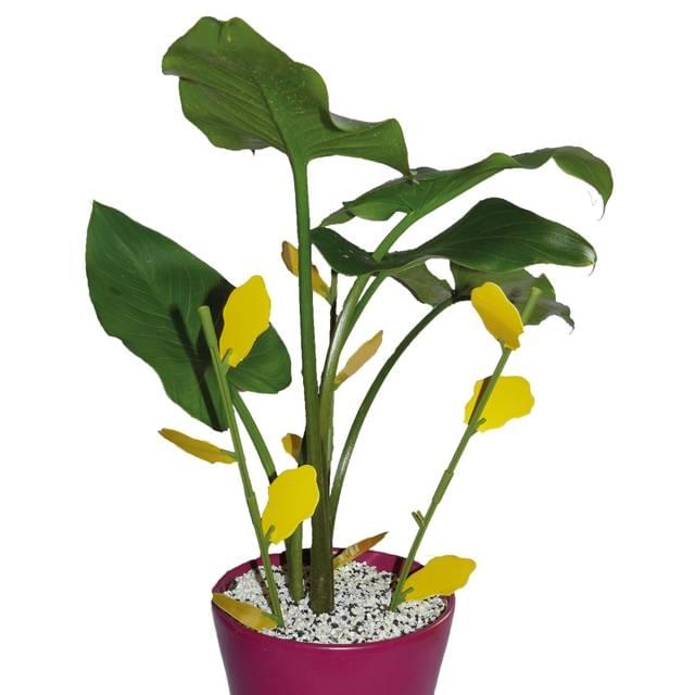 Pièges d'interieur pucerons, mouches, aleurodes (12 pièges+6 tuteurs)