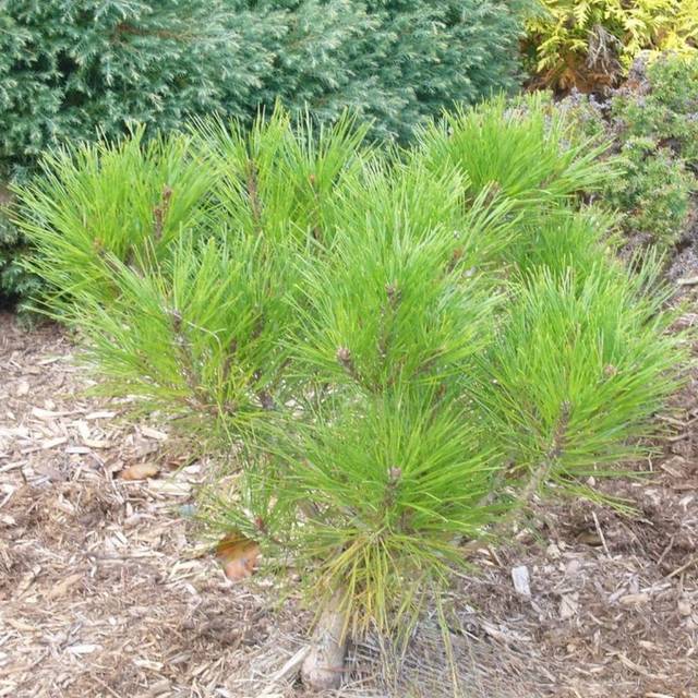 Pin rouge du Japon, Pinus densiflora 'Alice Verkade' (Skai Leja / flickr.com)