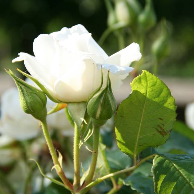 Rosier à grandes fleurs ANNAPURNA® (Marie-Elise LIENNARD)