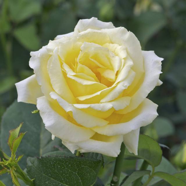 Rosier à grandes fleurs EPIDOR® (Delbard)