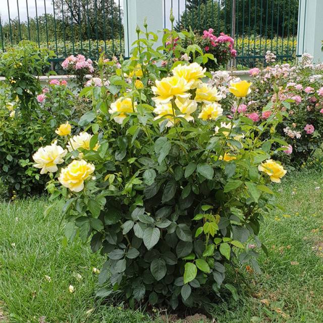 Rosier à grandes fleurs EPIDOR® (Delbard)