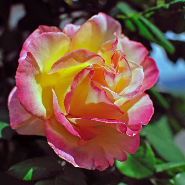 Rosier à grandes fleurs JULES VERNES® (Riccardo / Adobe Stock)