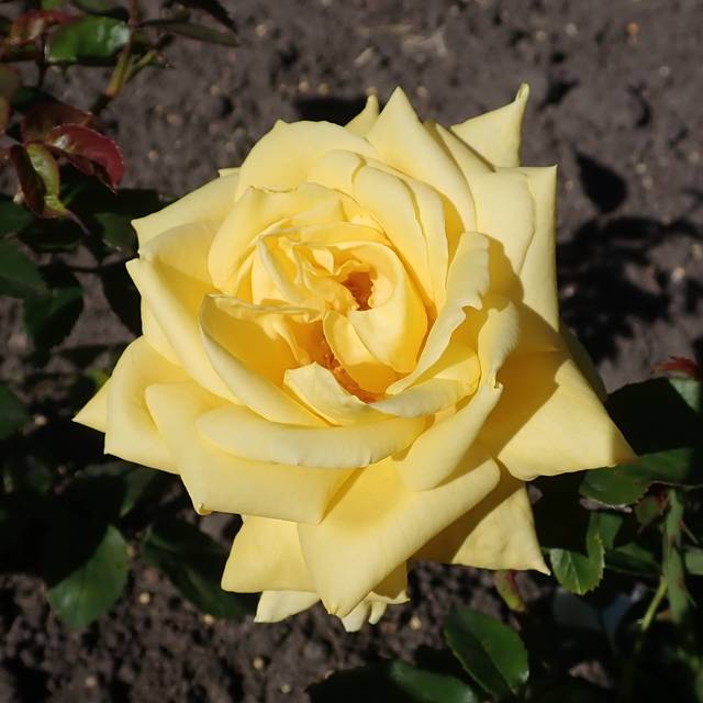 Rosier à grandes fleurs LANDORA® (Salicyna / wikimedia.org)