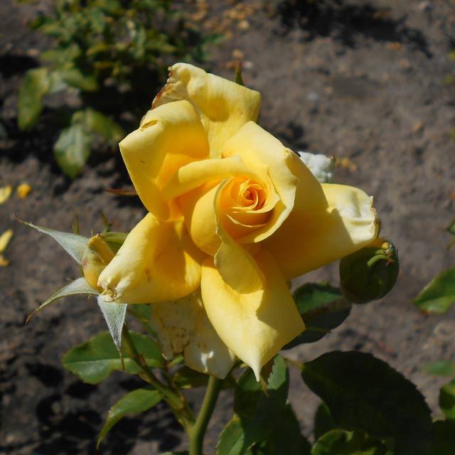 Rosier à grandes fleurs LANDORA® (Salicyna / wikimedia.org)