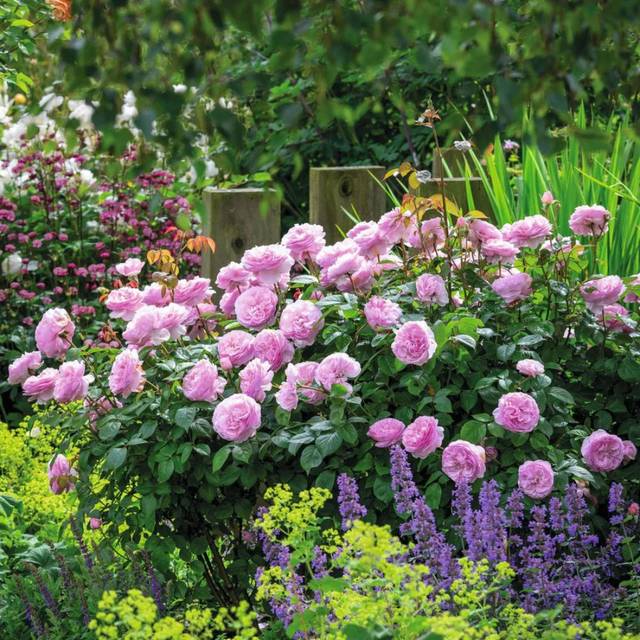 Rosier anglais Olivia Rose Austin® (David Austin)