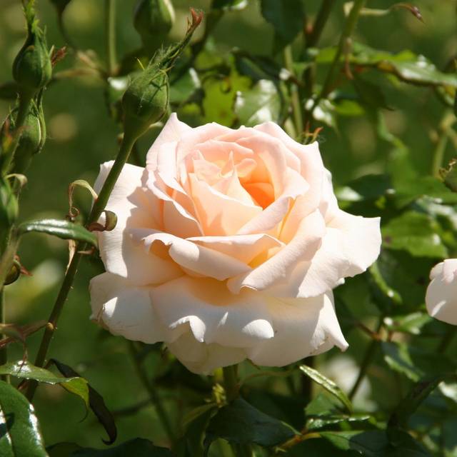 Rosier à grandes fleurs SWEET LOVE® (Marie-Elise LIENNARD)