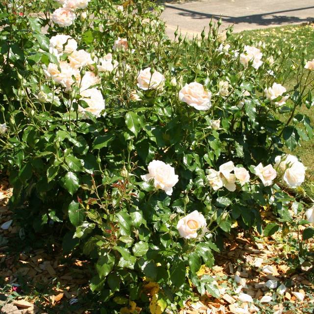 Rosier à grandes fleurs SWEET LOVE® (Marie-Elise LIENNARD)