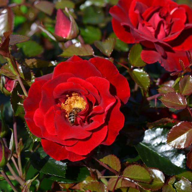 Rosier Décorosier New Vesuvia® (Verdia)