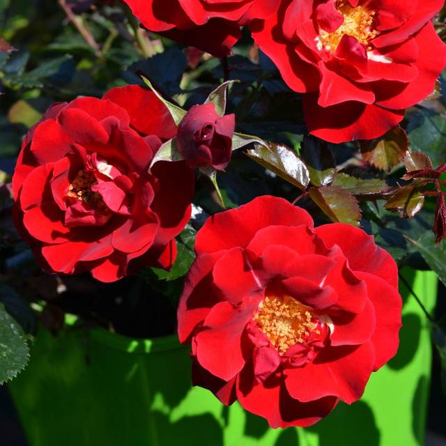 Rosier Décorosier New Vesuvia® (Verdia)