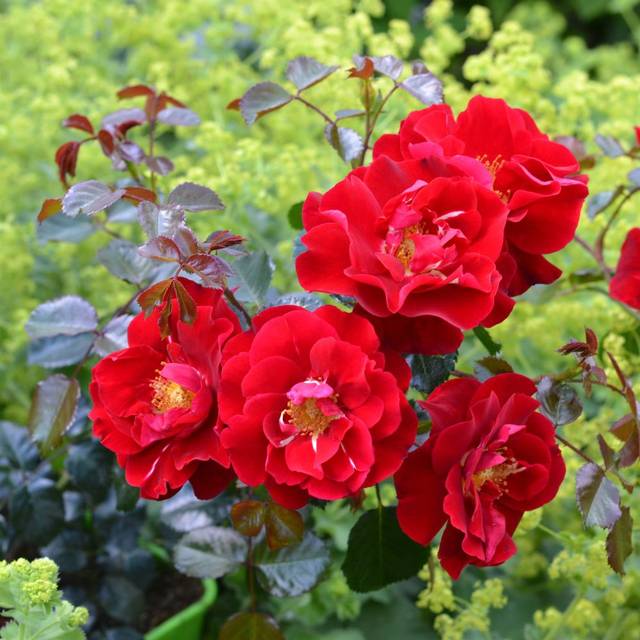 Rosier Décorosier New Vesuvia® (Verdia)