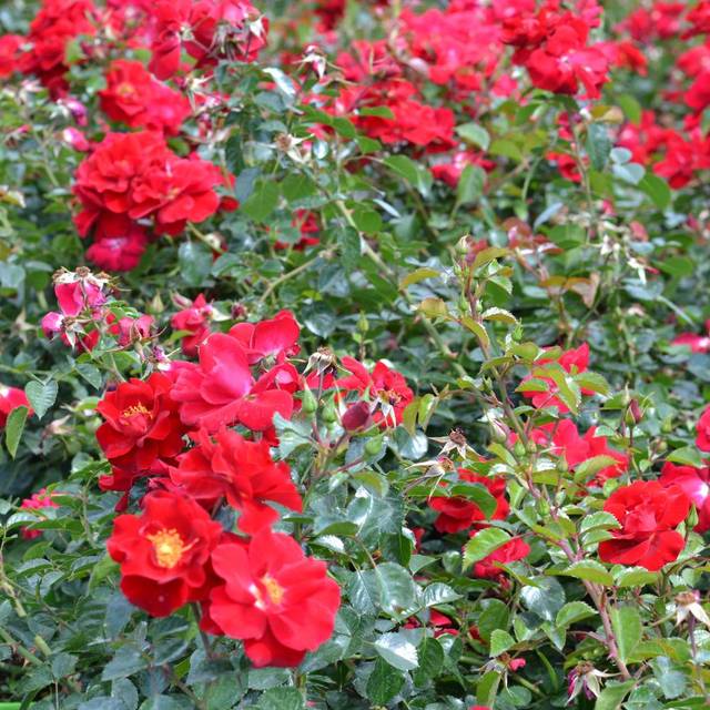 Rosier Décorosier New Vesuvia® (Verdia)