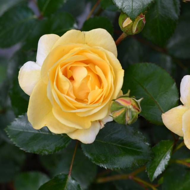 Rosier Décorosier Soleya® (Verdia)