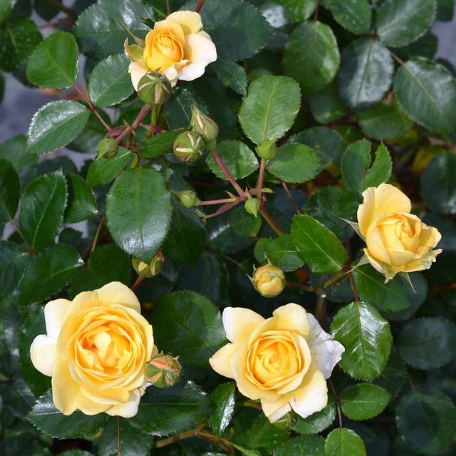 Rosier Décorosier Soleya® (Verdia)