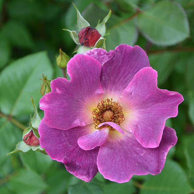 Rosier à fleurs groupées Eglantina® (Georges Delbard)