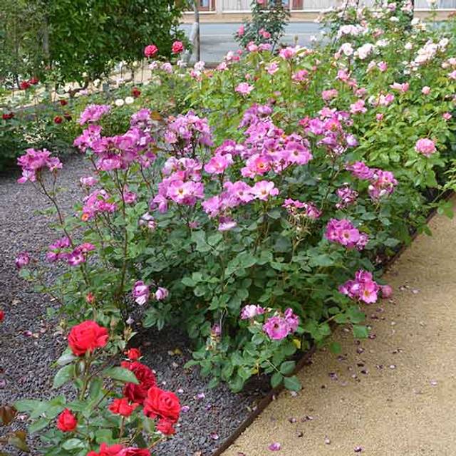 Rosier à fleurs groupées Eglantina® (Georges Delbard)