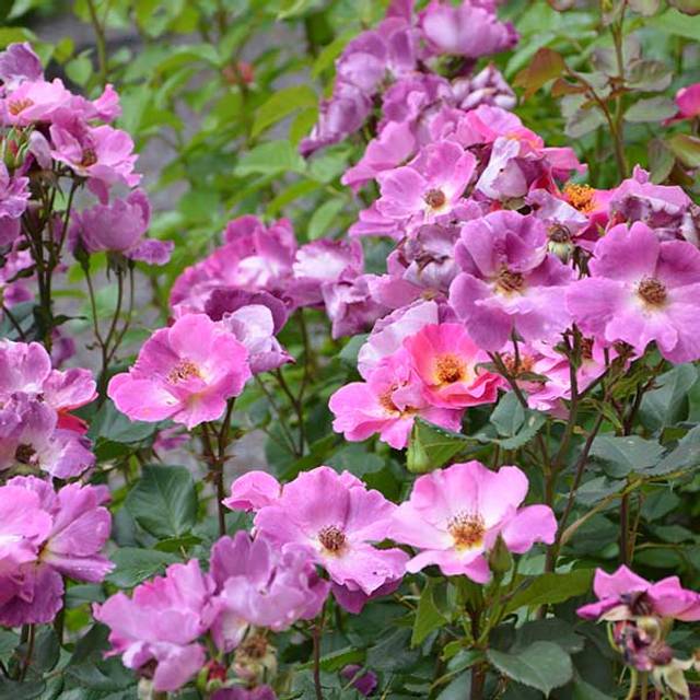Rosier à fleurs groupées Eglantina® (Georges Delbard)