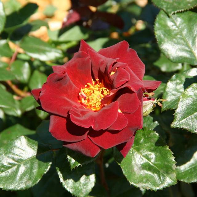 Rosier à grandes fleurs EDDY MITCHELL® Meirysett (Marie-Elise LIENNARD)