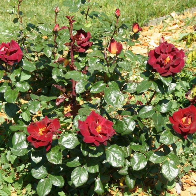 Rosier à grandes fleurs EDDY MITCHELL® Meirysett (Marie-Elise LIENNARD)