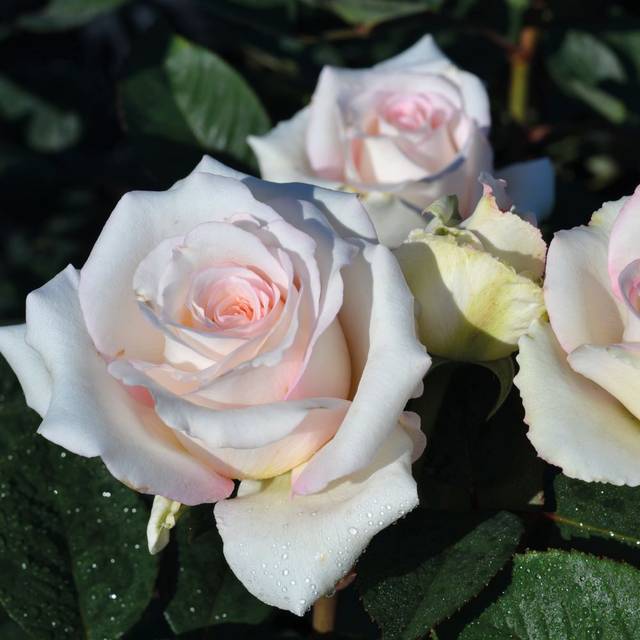 Rosier Décorosier®  Lovely White® Voluptia® (Verdia)