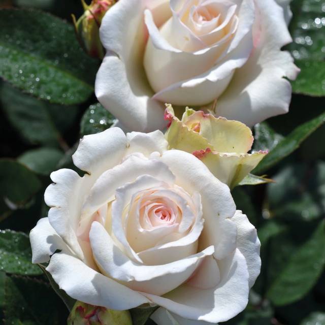 Rosier Décorosier®  Lovely White® Voluptia® (Verdia)