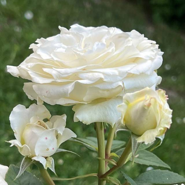 Rosier Décorosier®  Lovely White® Voluptia® (Verdia)