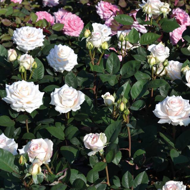 Rosier Décorosier®  Lovely White® Voluptia® (Verdia)