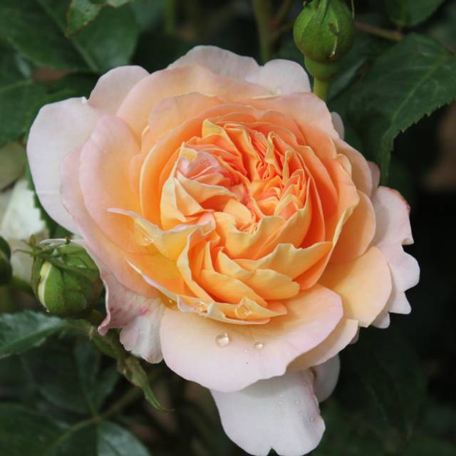 Rosier à grandes fleurs AMELIE NOTHOMB® (Delbard)