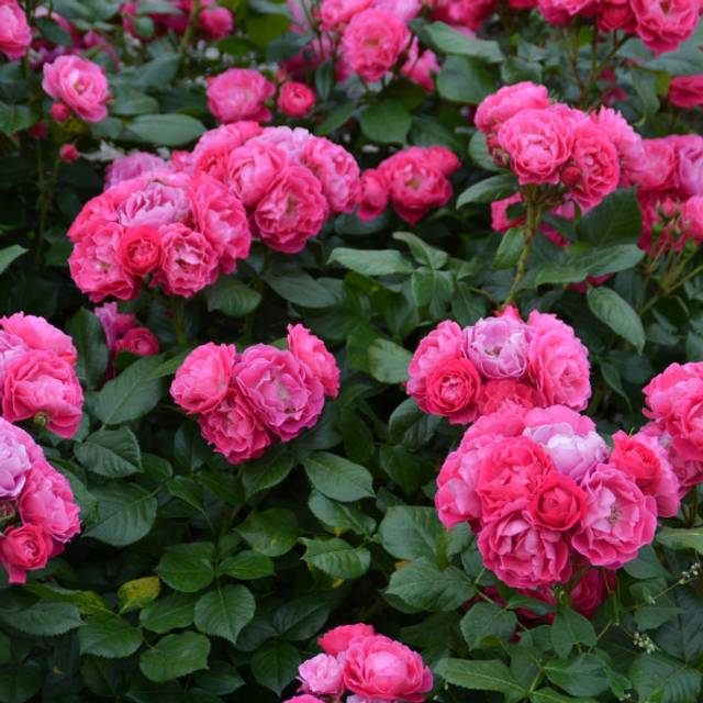 Rosier à fleurs groupées Bordure Magenta® 'Delgenta' (Delbard)