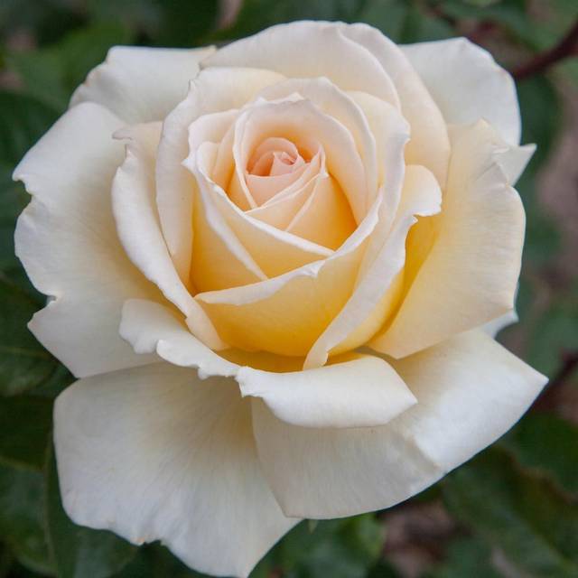 Rosier à grandes fleurs CHRISTOPHE DECHAVANNE® (Meilland)