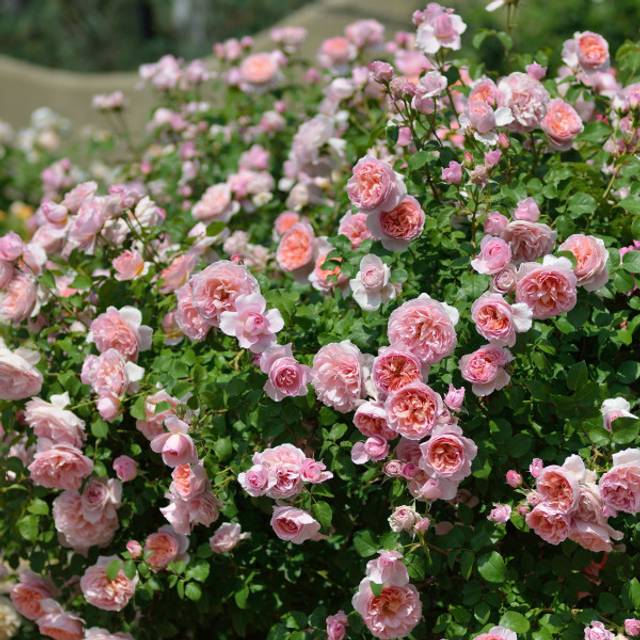 Rosier à fleurs groupées Dames de Chenonceau® (Delbard)