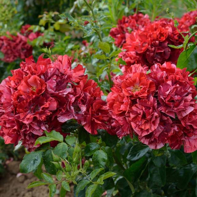 Rosier à fleurs groupées La reine de la nuit® (Delbard)