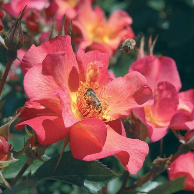 Rosier buisson Yann Arthus-Bertrand® 'Meipelmel' (Meilland)