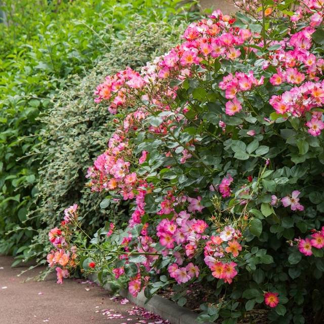 Rosier buisson Yann Arthus-Bertrand® 'Meipelmel' (Meilland)