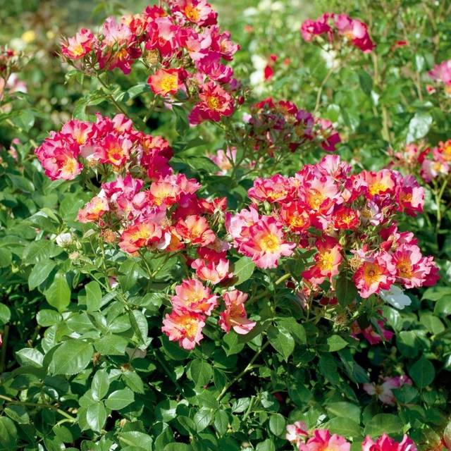 Rosier buisson Yann Arthus-Bertrand® 'Meipelmel' (Meilland)